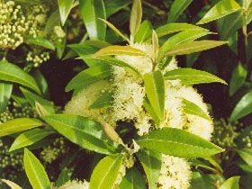 Tumbeela Native Bushfoods - Attractions Perth 0