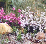 Stokes Bay Bush Garden - Attractions Perth