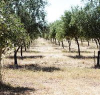 Talinga Grove Olive Oils - Attractions Perth