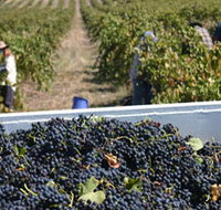 Rolf Binder Wines - Attractions Perth