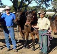 Coffin Bay Brumby Preservation Society Incorporated - Attractions Perth