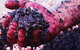 Rusden Wines - thumb 0