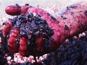 Rusden Wines - Attractions Perth 0