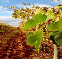 Mirabella Vineyards - Attractions Perth