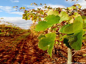 Mirabella Vineyards - Attractions Perth 0