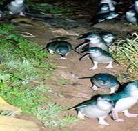 Penneshaw Penguin Centre - Attractions Perth