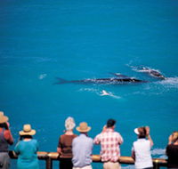 Whale Watching At Head Of Bight - Attractions Perth
