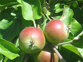 Sage Cooking School - Attractions Perth 0