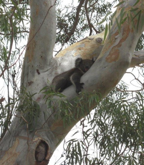 DogRidge - Attractions Perth 5