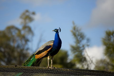 Maggie Beer's Farm Shop - Attractions Perth 4