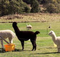 Maydena Country Cabins Accommodation  Alpaca Stud - Attractions Perth