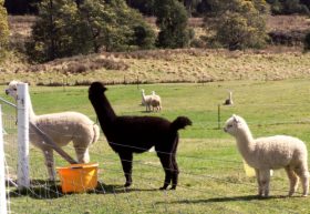 Maydena Country Cabins Accommodation & Alpaca Stud - Attractions Perth 0