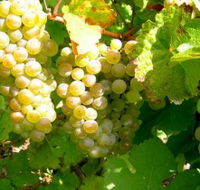 Winstead Vineyard - Attractions Perth