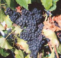 Darlington Vineyard - Attractions Perth