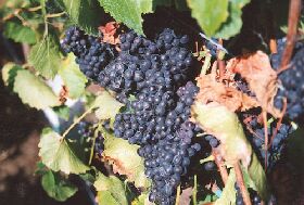 Darlington Vineyard - Attractions Perth 0