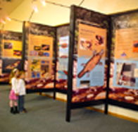 Platypus Experience - Attractions Perth
