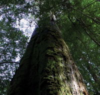 Styx Big Tree Reserve - Attractions Perth