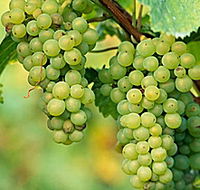 TP Vineyards - Attractions Perth