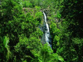 Kondalilla National Park - Attractions Perth 0