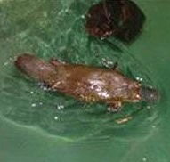 Platypus House - Attractions Perth