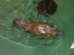 Platypus House - Attractions Perth 0