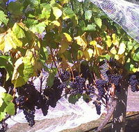 Palmara Vineyard - Attractions Perth