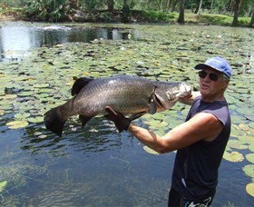 Barra Feeding - Attractions Perth 0