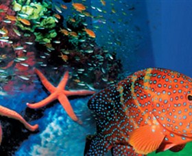 Indo Pacific Marine - Attractions Perth 0