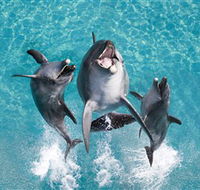 Sea World - Attractions Perth
