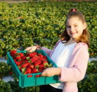 Strawberry Fields - Attractions Perth