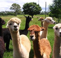Banyandah Alpacas - Attractions Perth