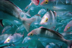 Wolf Rock Dive Site - Attractions Perth 0