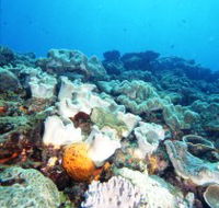 Mudjimba Old Woman Island Dive Site - Attractions Perth