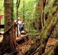 Mary Cairncross Scenic Reserve - Attractions Perth