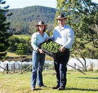 Hinterland Feijoas - Attractions Perth