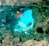 Michaelmas Cay Dive Site - Attractions Perth