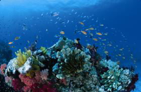 Southern Small Detached Reef Dive Site - Attractions Perth 0