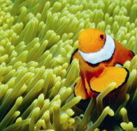 Thetford Reef Dive Site - Attractions Perth