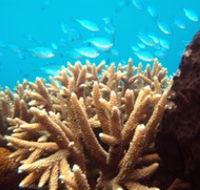 Normanby Reef - Attractions Perth