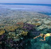 Split Bommie Dive Site - Attractions Perth