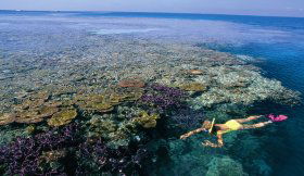 Split Bommie Dive Site - Attractions Perth 0