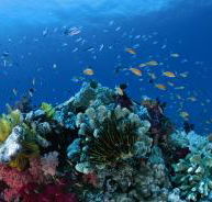 Steve's Bommie Dive Site - Attractions Perth