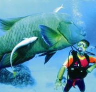 Cod Hole Dive Site - Attractions Perth