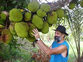 Cape Trib Exotic Fruit Farm - Attractions Perth 0