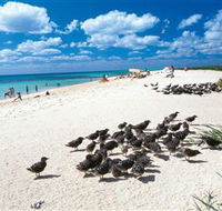 Michaelmas and Upolo Cays National Park - Attractions Perth