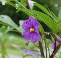 Alpha Native Flower Garden - Attractions Perth