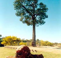 Robbers Tree - Attractions Perth