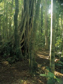Mount Bithongabel - Attractions Perth 0