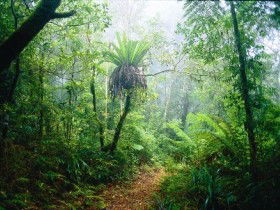 Lamington National Park, Green Mountains Section - Attractions Perth 0
