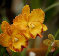 Queens Park - Orchid House - Attractions Perth